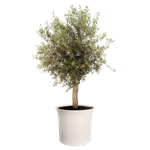 june tulip 47cm blanco lino